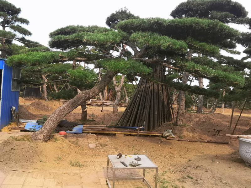 精品造型松
