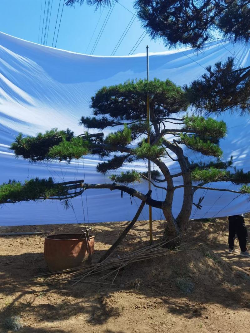 精品造型松