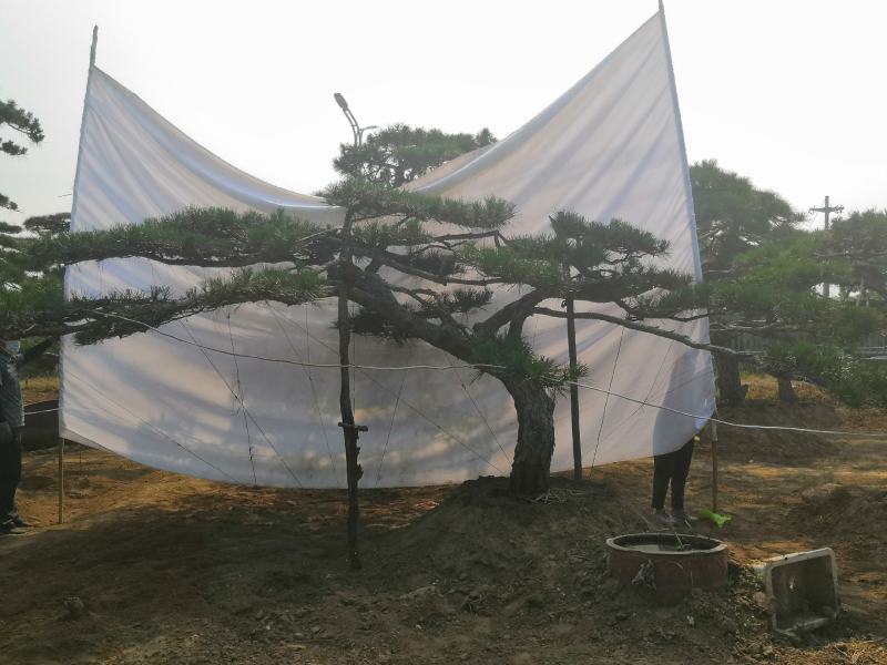 精品造型松