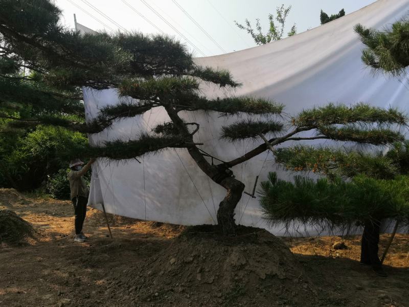 精品造型松