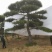 精品造型松
