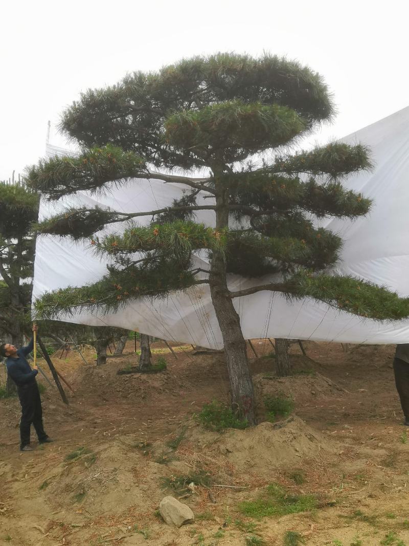 精品造型松