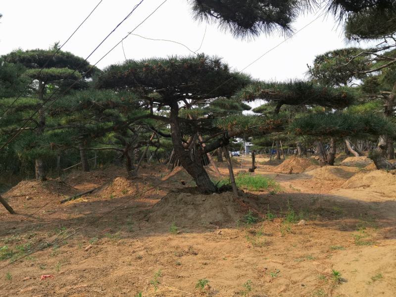 精品造型松