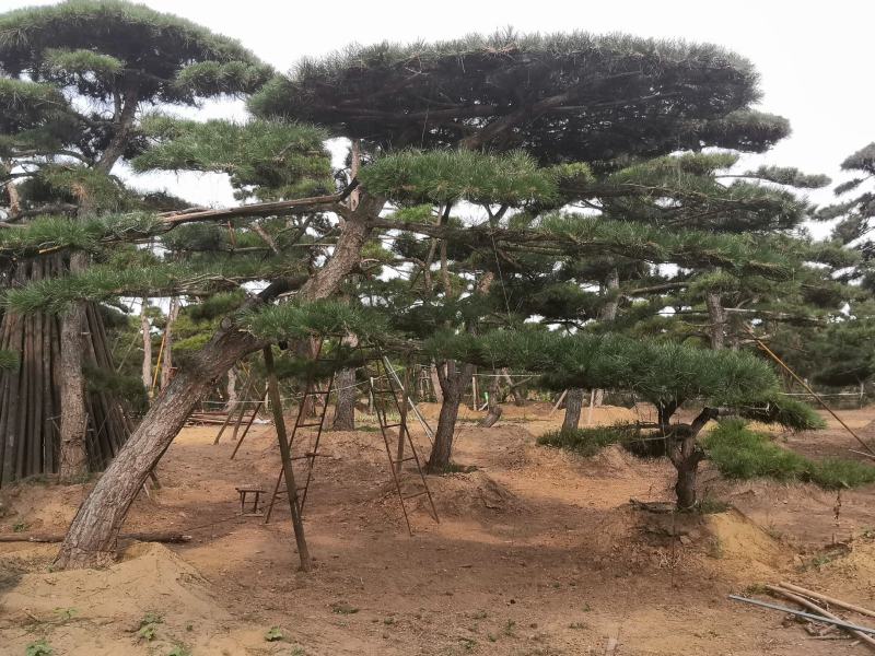 精品造型松