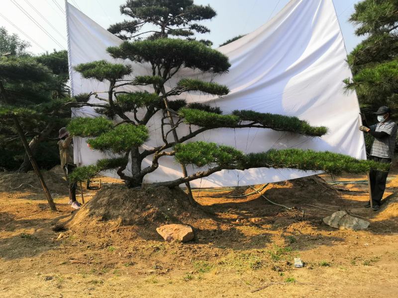 精品造型松