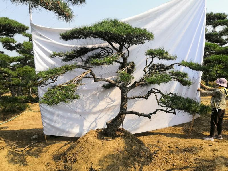 精品造型松