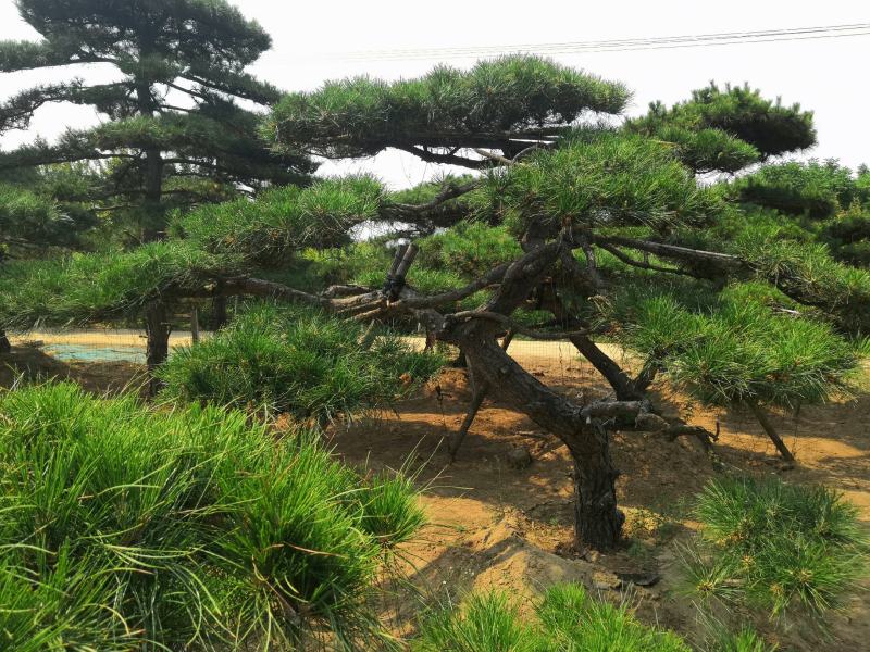 精品造型松