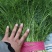 【优选】新鲜蔬菜茴香小茴香菜对接市场电商商超