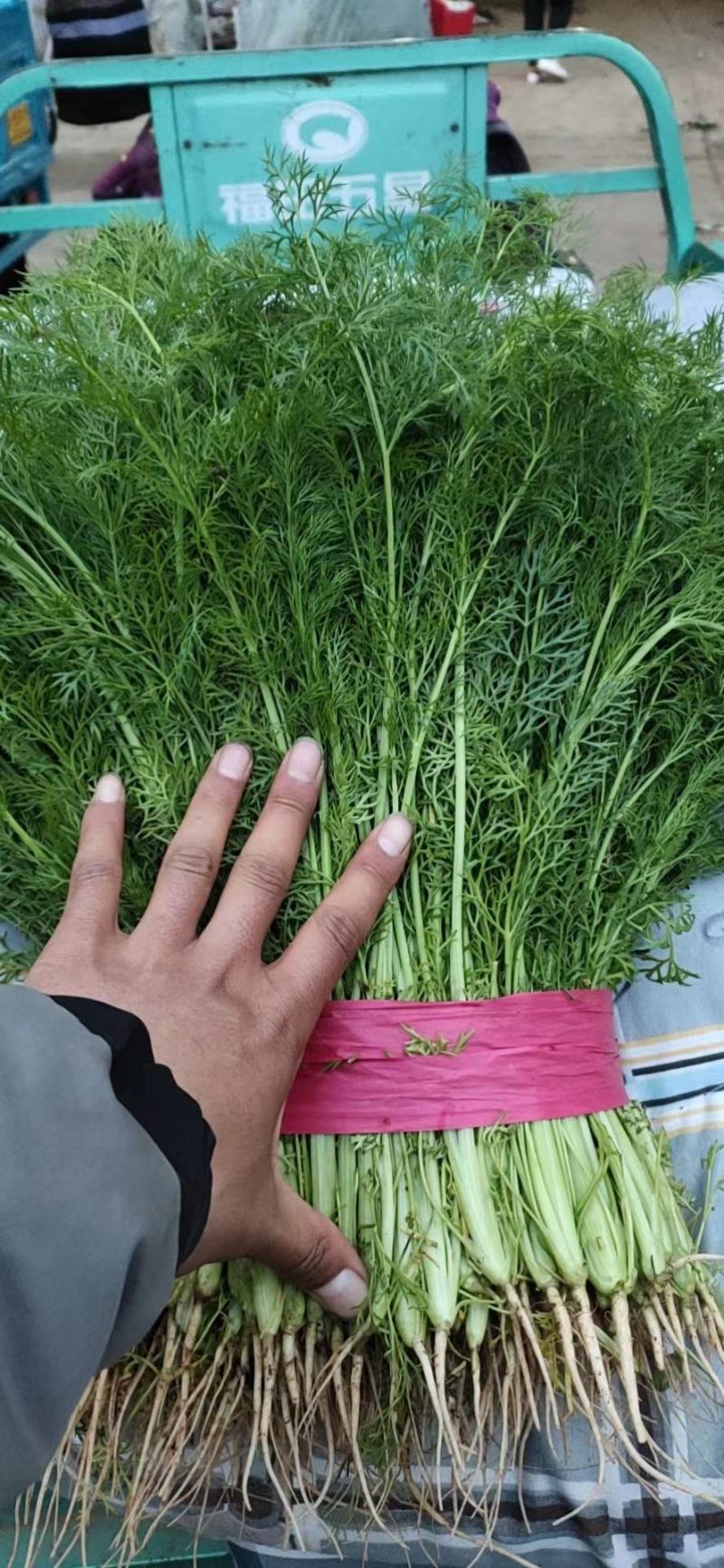 【优选】新鲜蔬菜茴香小茴香菜对接市场电商商超