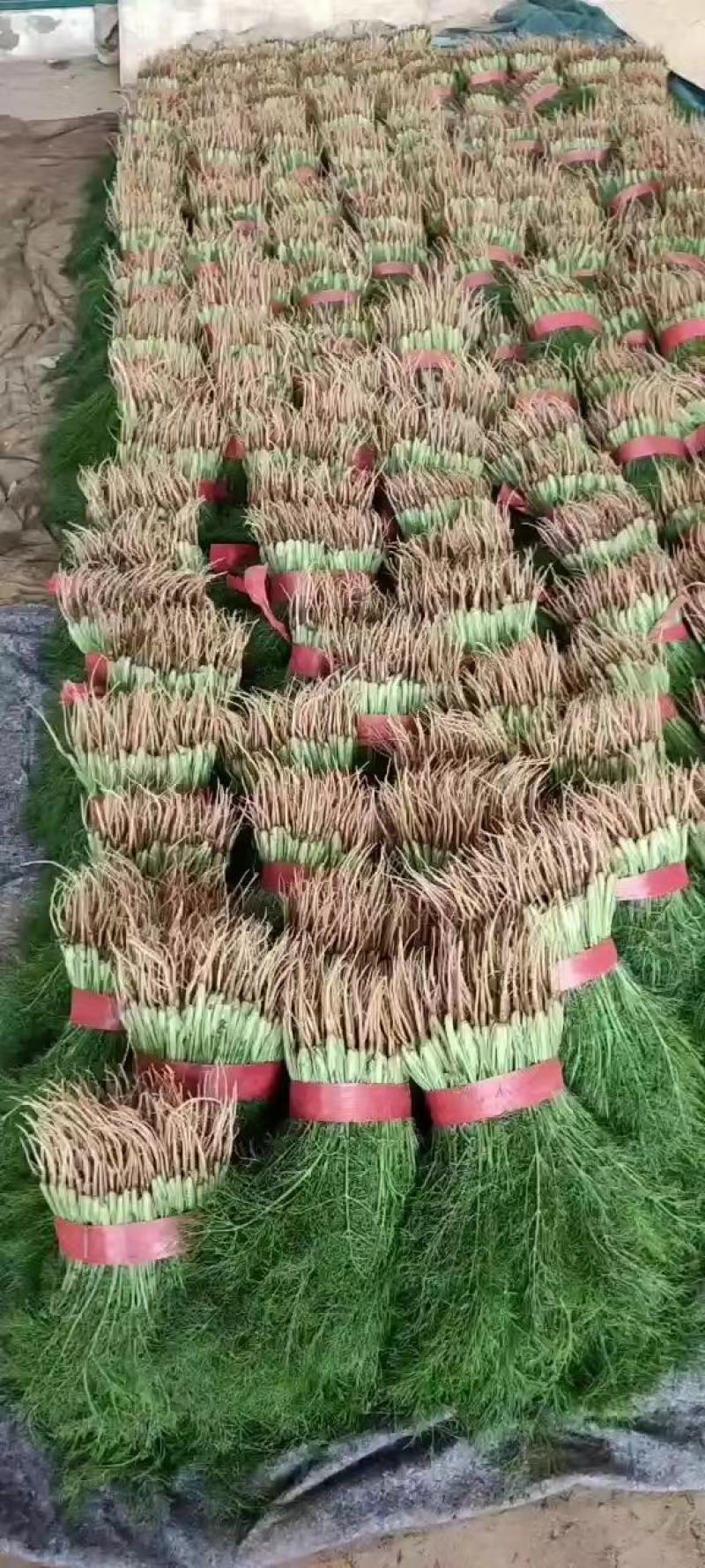 【优选】新鲜蔬菜茴香小茴香菜对接市场电商商超