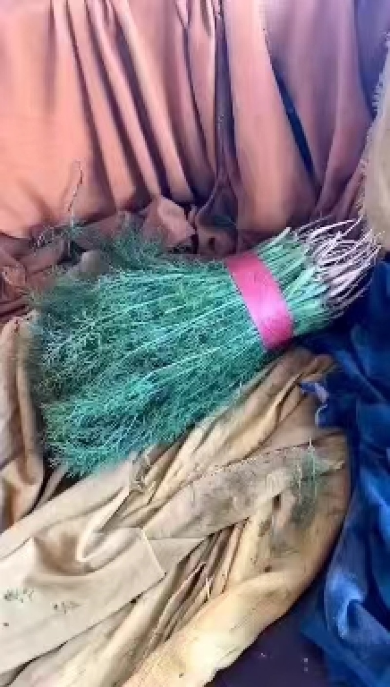 【优选】新鲜蔬菜茴香小茴香菜对接市场电商商超