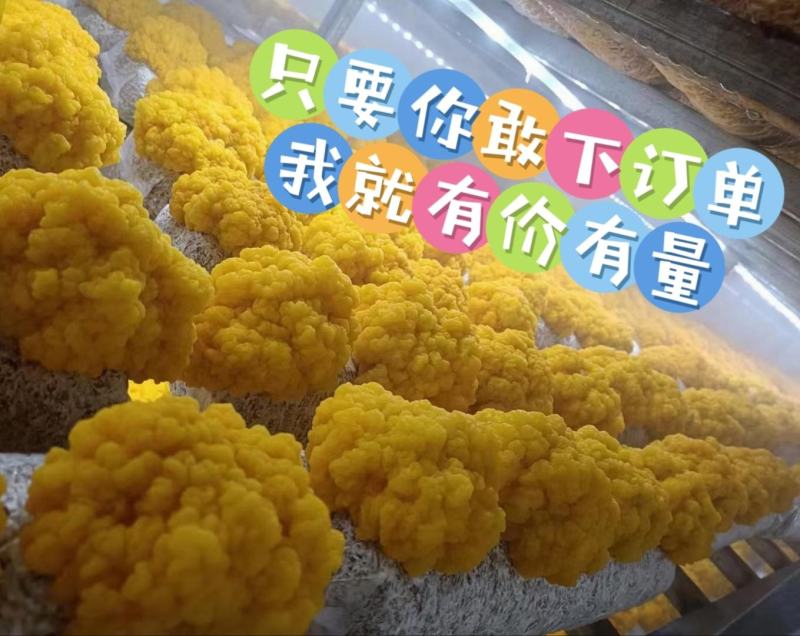 金耳菌种厂家直销。大量供货。没有中间商
