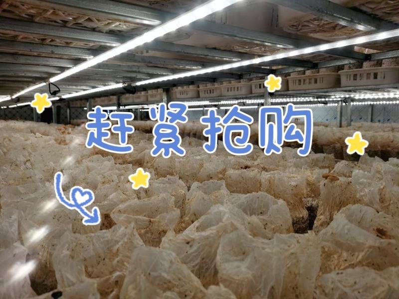 金耳菌种厂家直销。大量供货。没有中间商