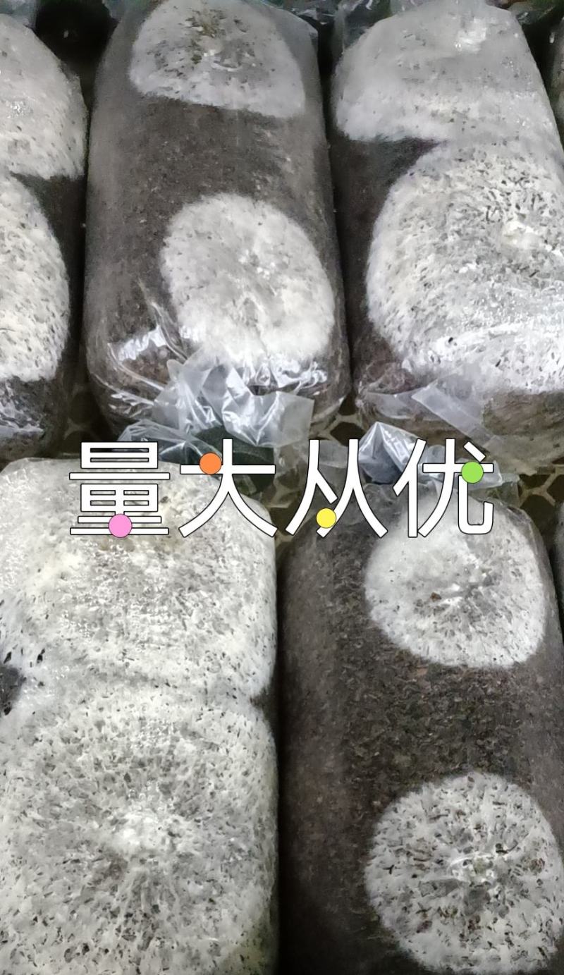 金耳菌种厂家直销。大量供货。没有中间商