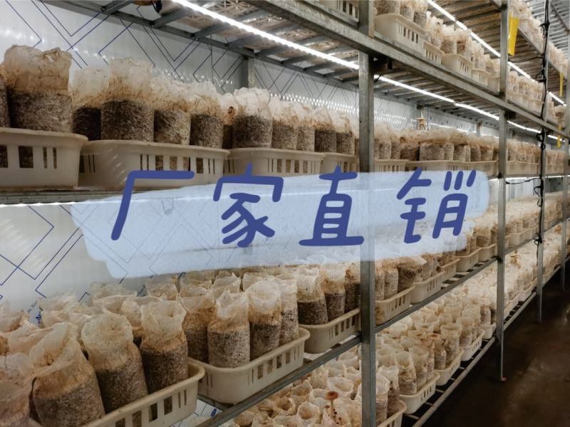 金耳菌种厂家直销。大量供货。没有中间商