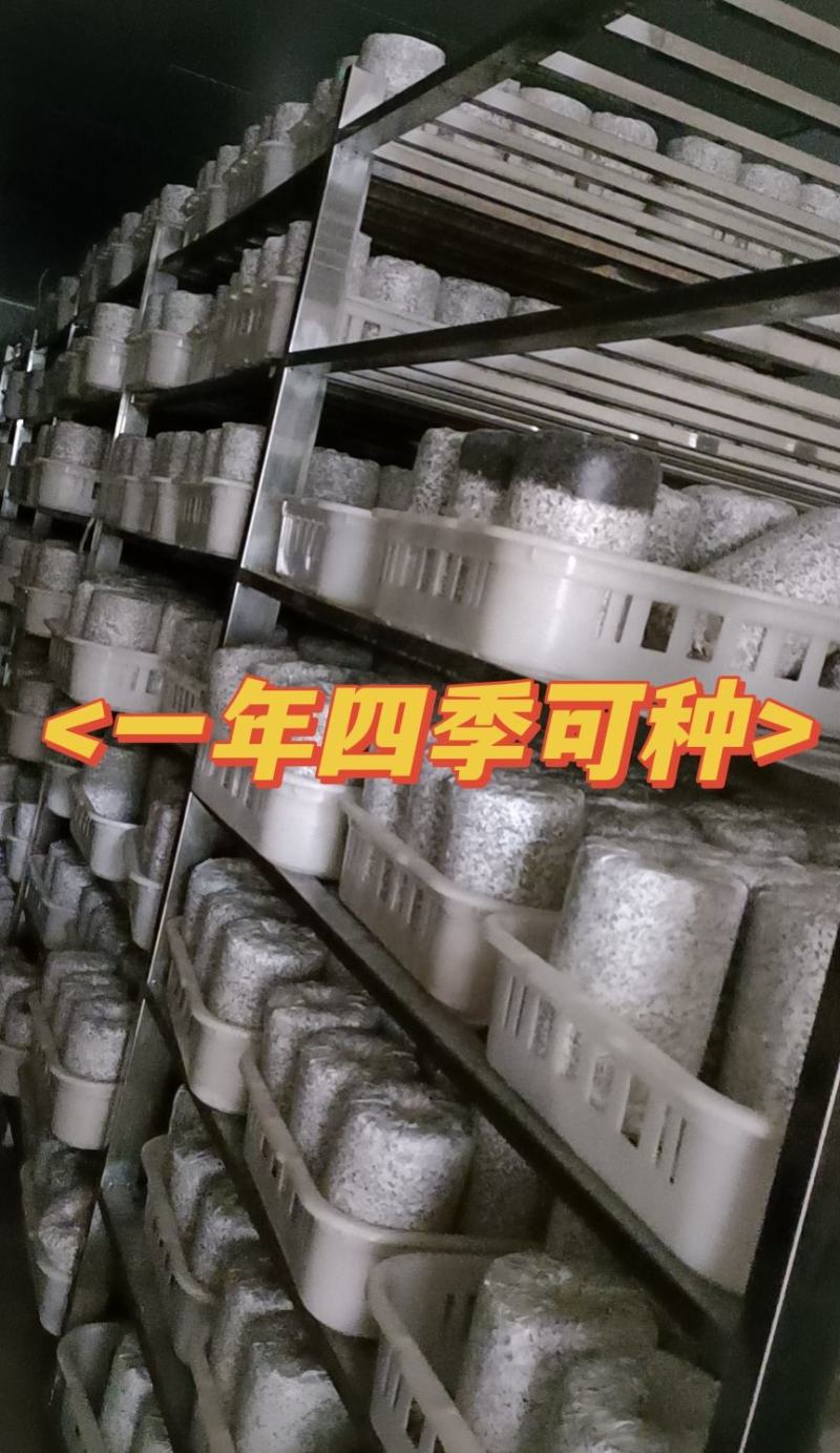 金耳菌种厂家直销。大量供货。没有中间商