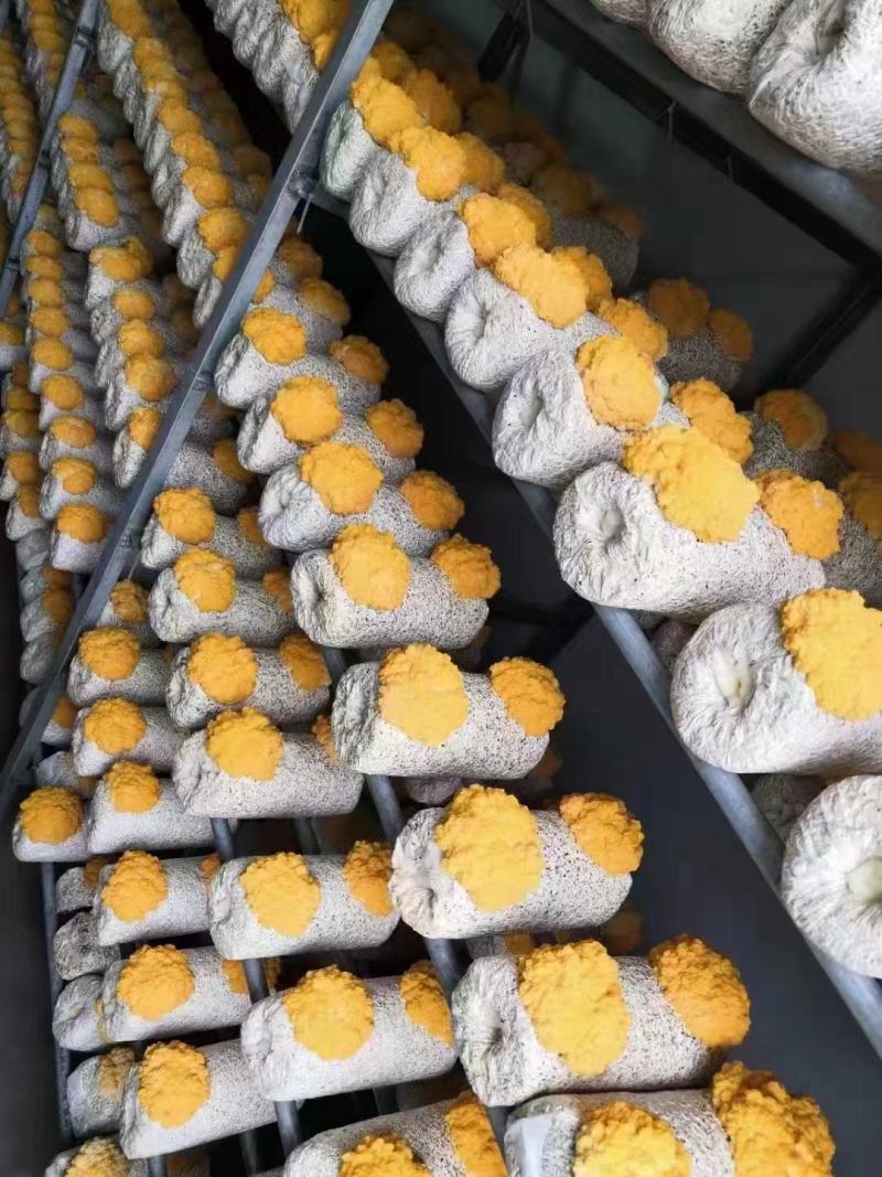 金耳菌种厂家直销。大量供货。没有中间商