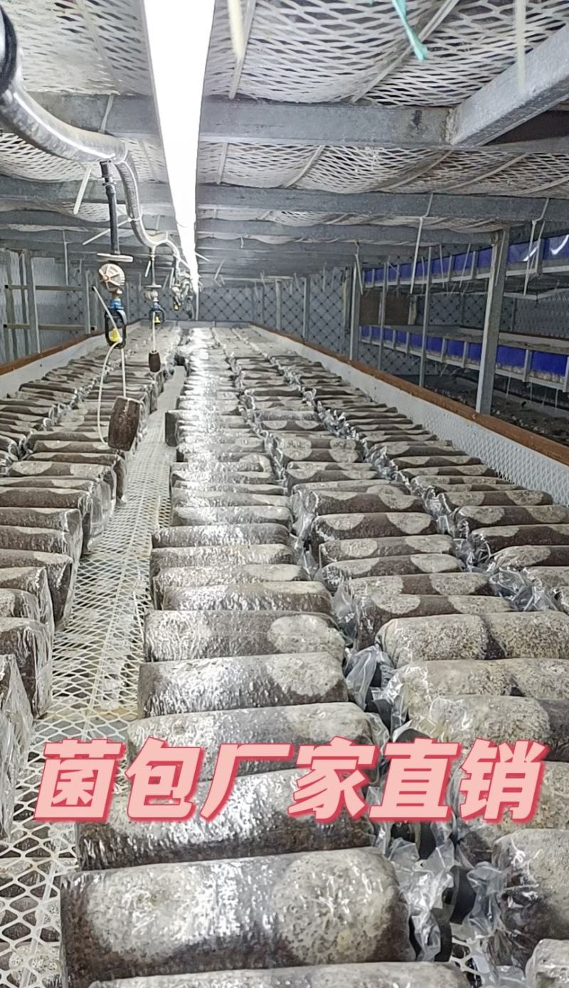 金耳菌种厂家直销。大量供货。没有中间商
