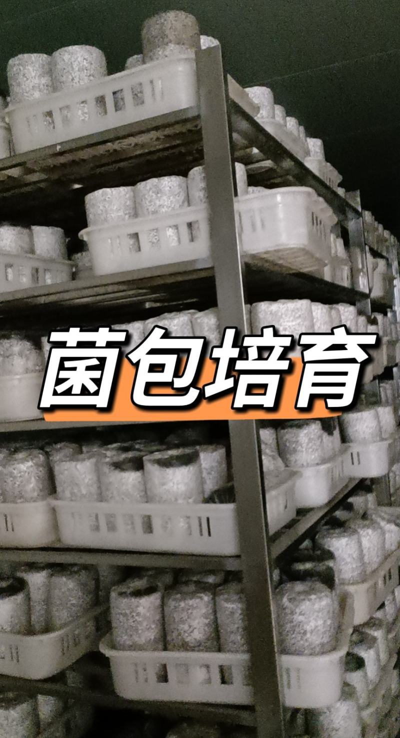 金耳菌种厂家直销。大量供货。没有中间商