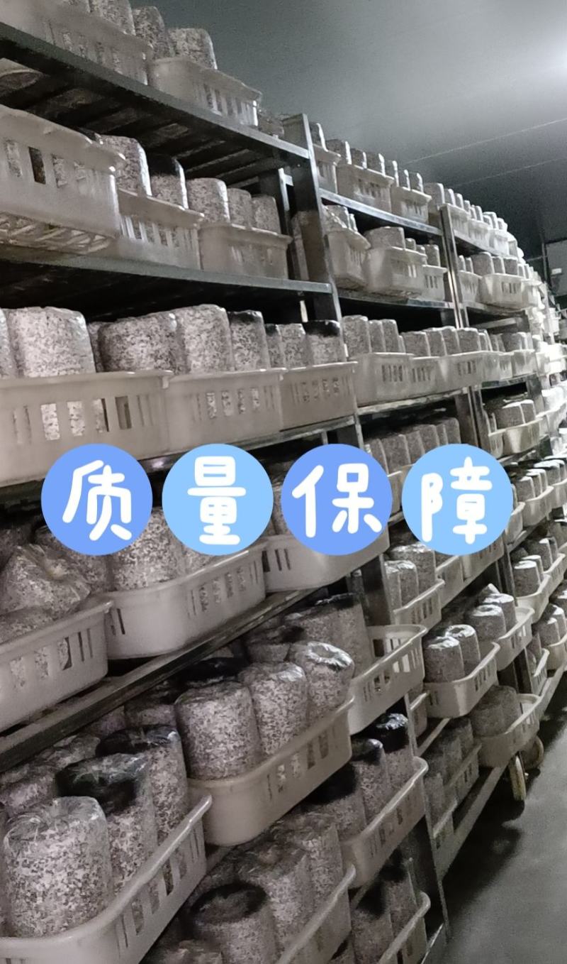 金耳菌种厂家直销。大量供货。没有中间商