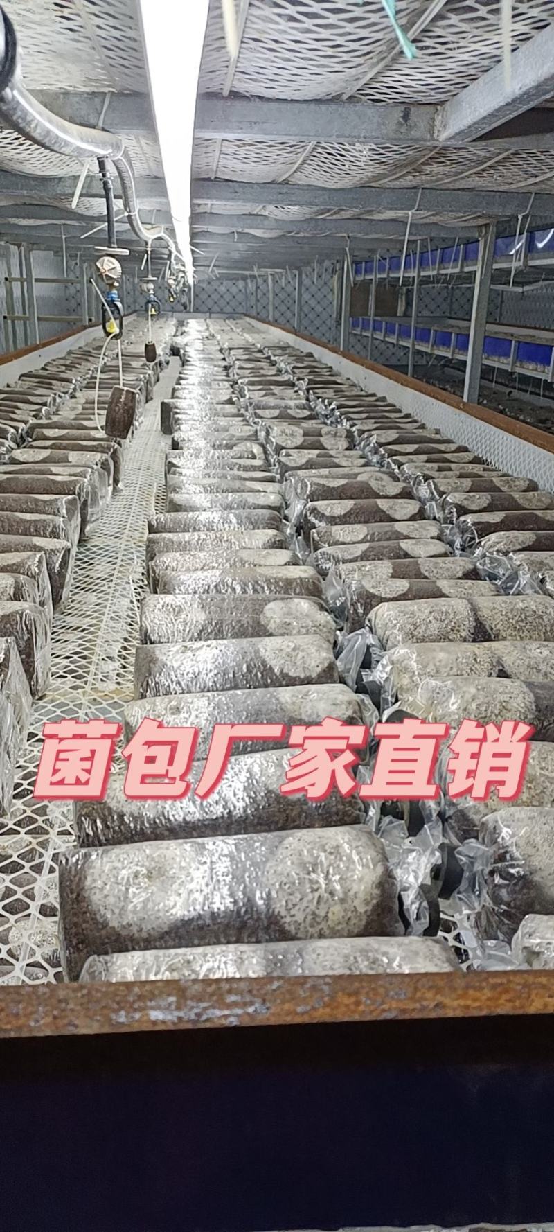 金耳菌种厂家直销。大量供货。没有中间商