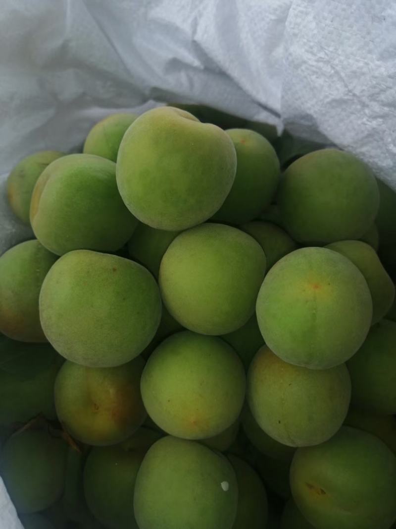 青梅