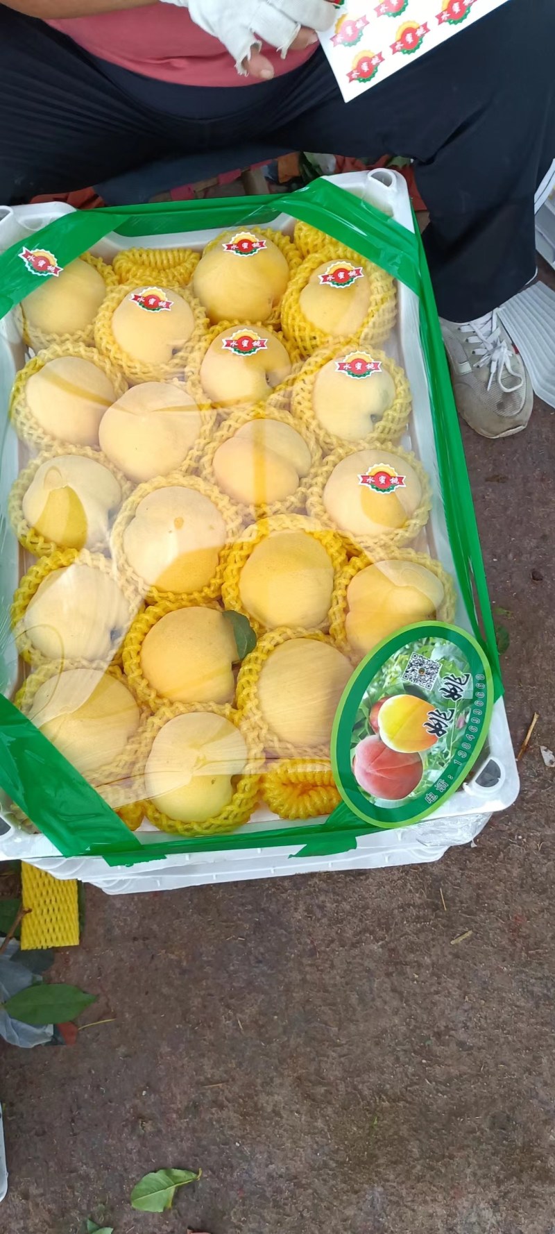 金乡毛桃/黄金秀/突围毛桃/山东毛桃产地