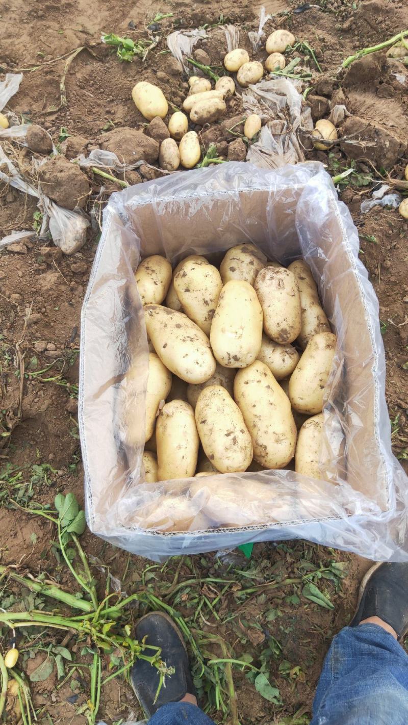 供应辽宁凌海荷兰十五土豆