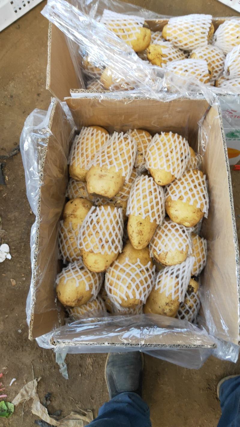供应辽宁凌海荷兰十五土豆