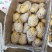 供应辽宁凌海荷兰十五土豆