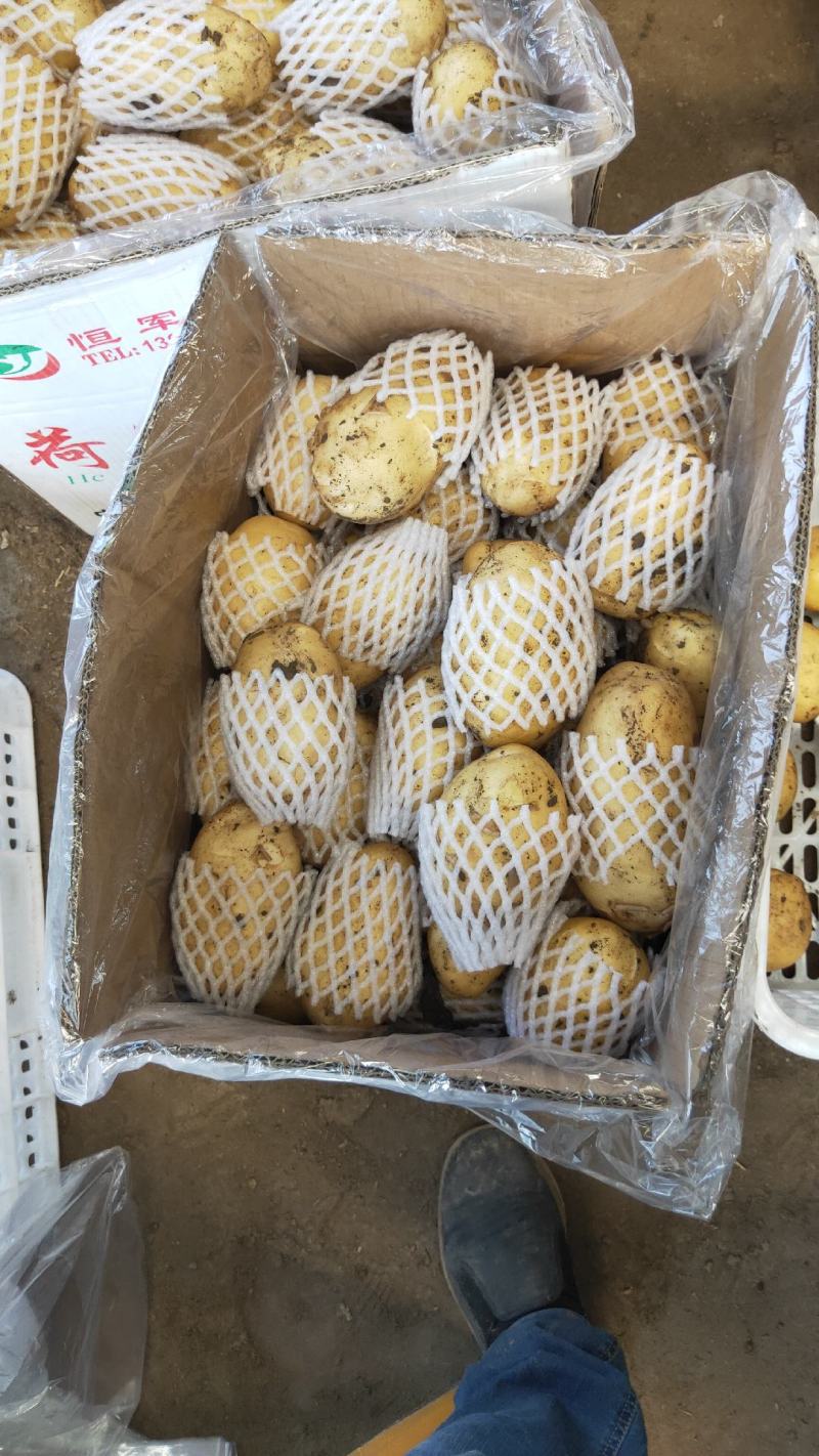 供应辽宁凌海荷兰十五土豆