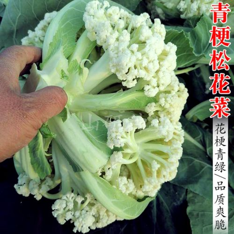 【优选】高品质菜花白花菜一手货源全国发货，量大从优