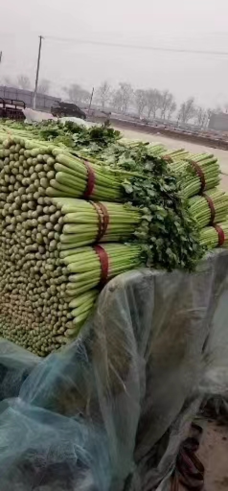 【优选】优质西芹芹菜新鲜蔬菜对接市场电商商超