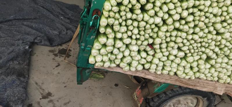 【优选】优质西芹芹菜新鲜蔬菜对接市场电商商超