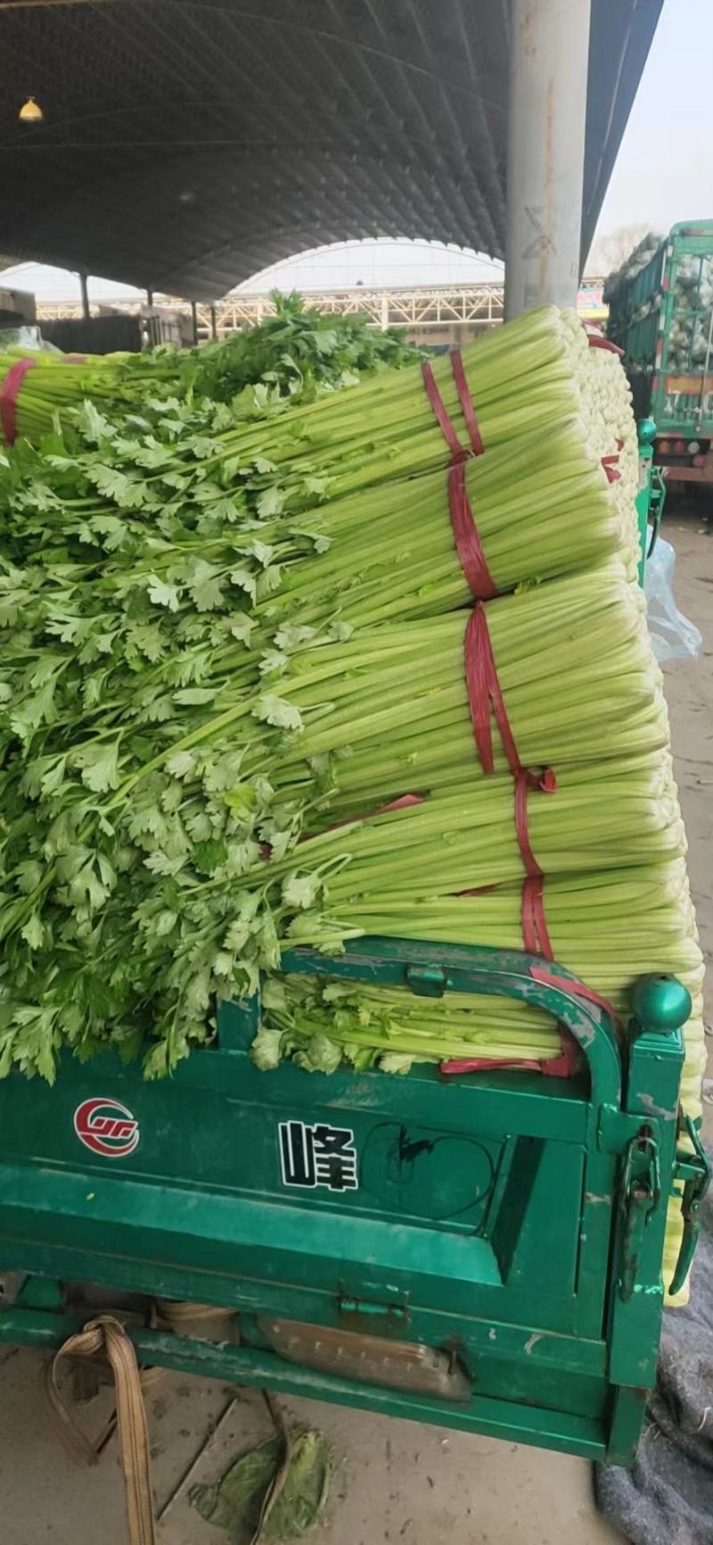 【优选】优质西芹芹菜新鲜蔬菜对接市场电商商超