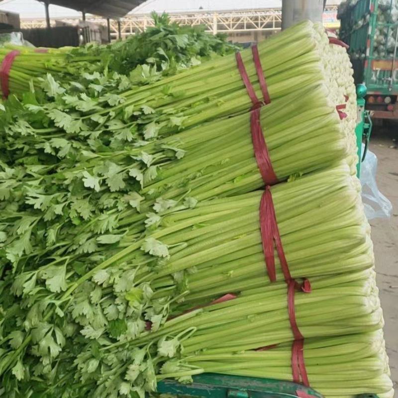 【优选】优质西芹芹菜新鲜蔬菜对接市场电商商超