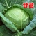 【优选】中甘甘蓝包菜无虫眼大小均匀对接市场电商超