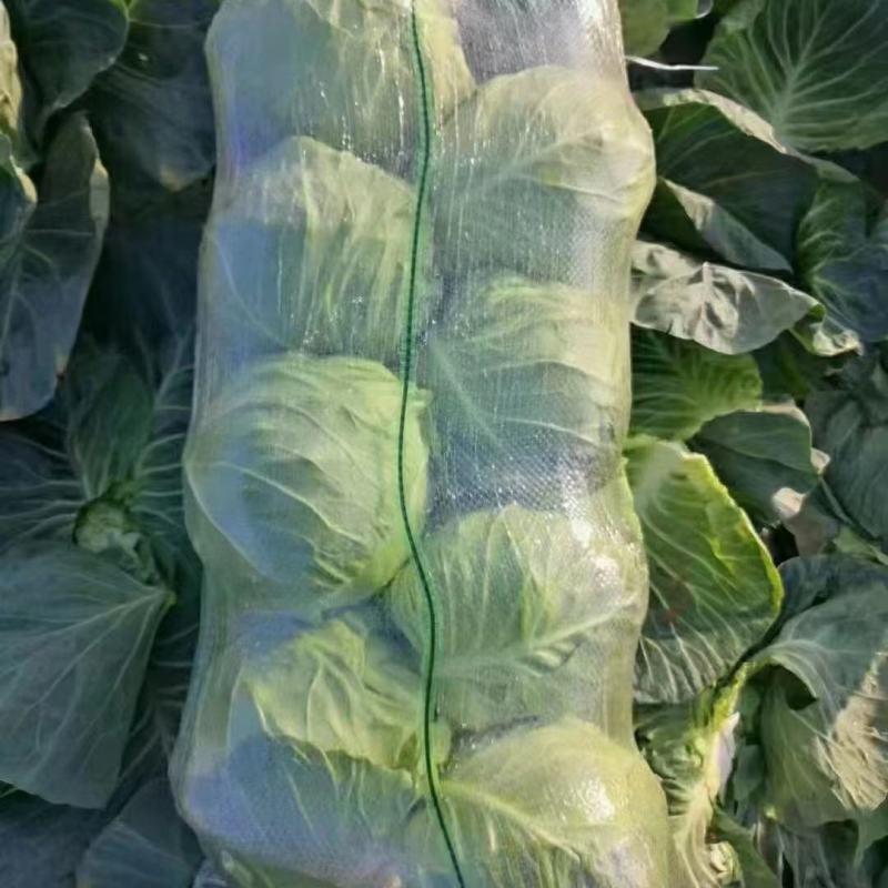 【优选】中甘甘蓝包菜无虫眼大小均匀对接市场电商超