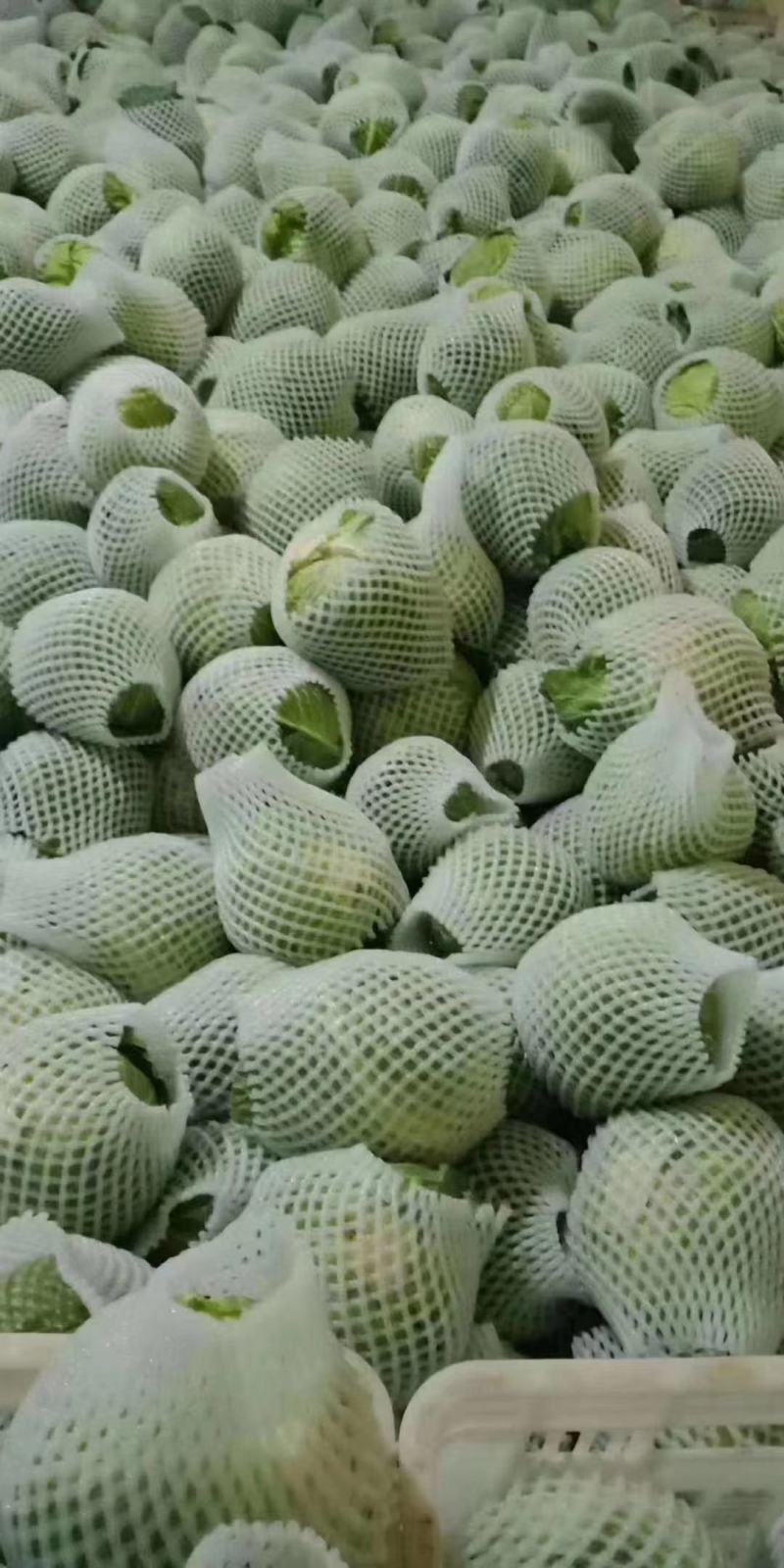 【来电优惠】优质圆包菜甘蓝无虫眼可对接市场电商商超货多