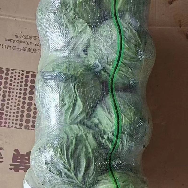 【来电优惠】优质圆包菜甘蓝无虫眼可对接市场电商商超货多
