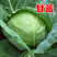 【来电优惠】优质圆包菜甘蓝无虫眼可对接市场电商商超货多