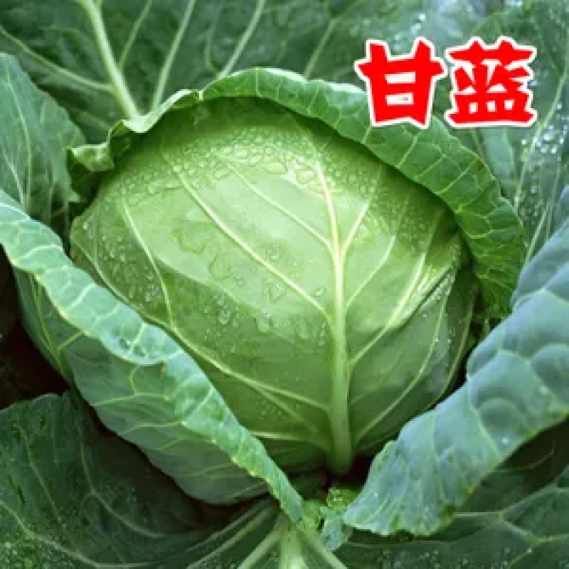【来电优惠】优质圆包菜甘蓝无虫眼可对接市场电商商超货多
