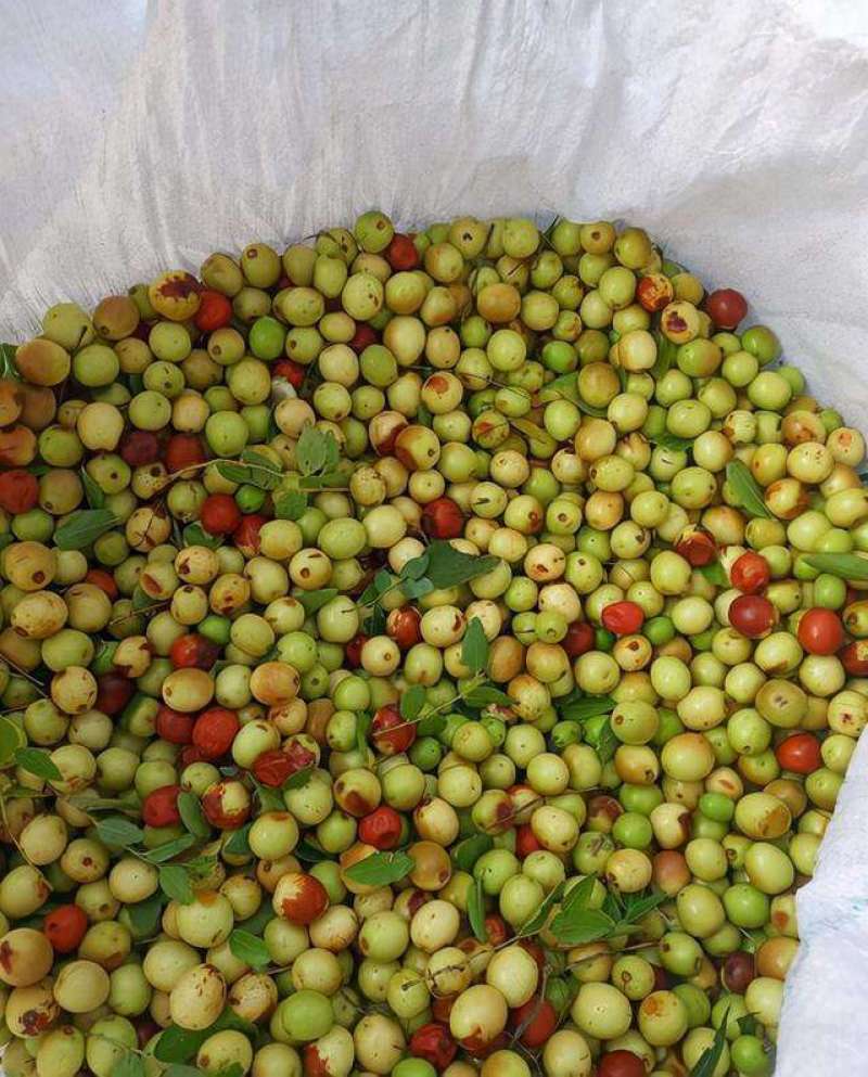 酸枣(鲜酸枣)药用鲜酸枣出仁率高诚信共赢欢迎订购
