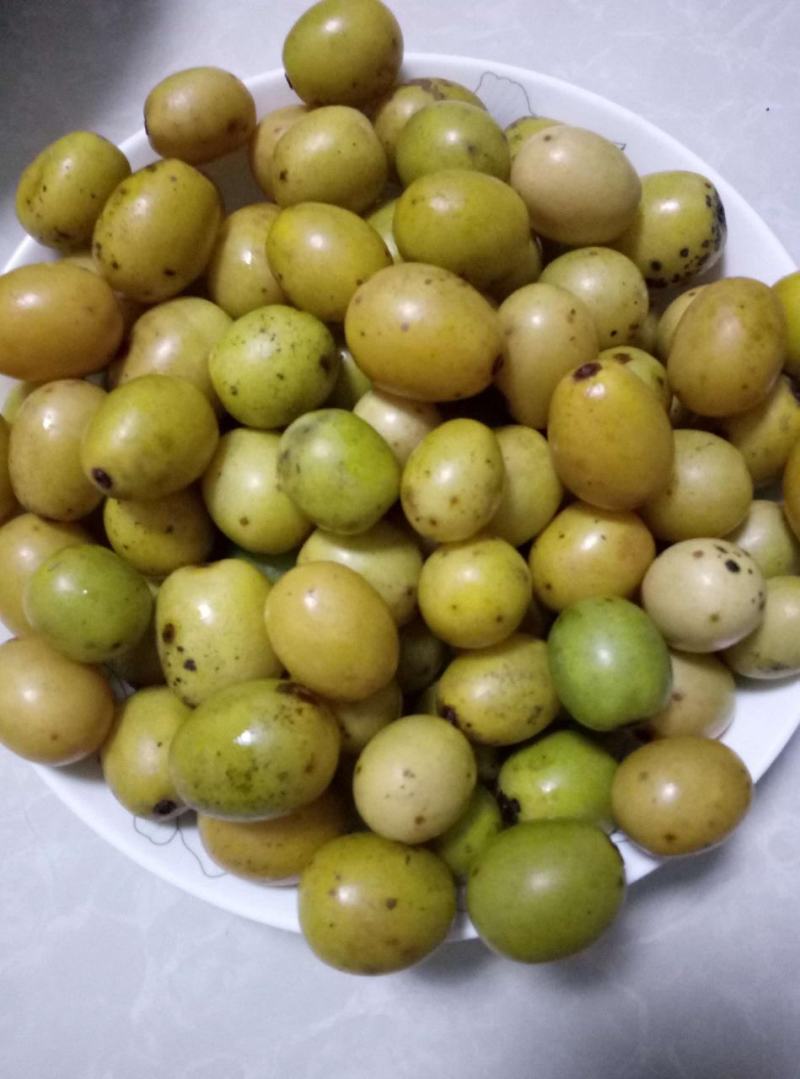 酸枣(鲜酸枣)药用鲜酸枣出仁率高诚信共赢欢迎订购