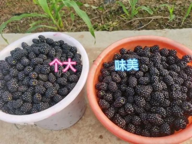 黑莓鲜果，酸甜可口营养丰富