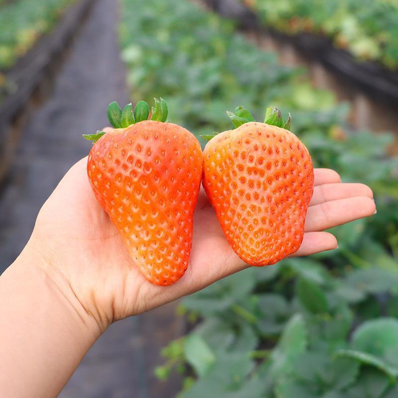 宁玉草莓苗脱毒苗基地直销量大优惠包成活提供技术支持