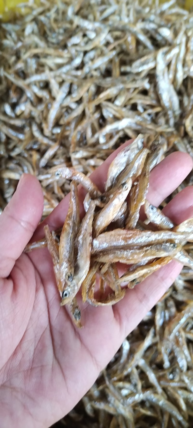 油炸中号贡鱼干不苦不生沙