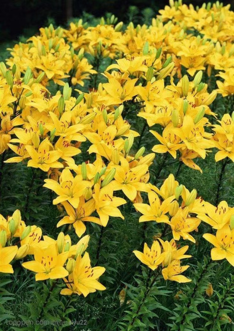 过冬耐寒多年生百合，5种颜色3种规格(杯苗，裸根，种球)