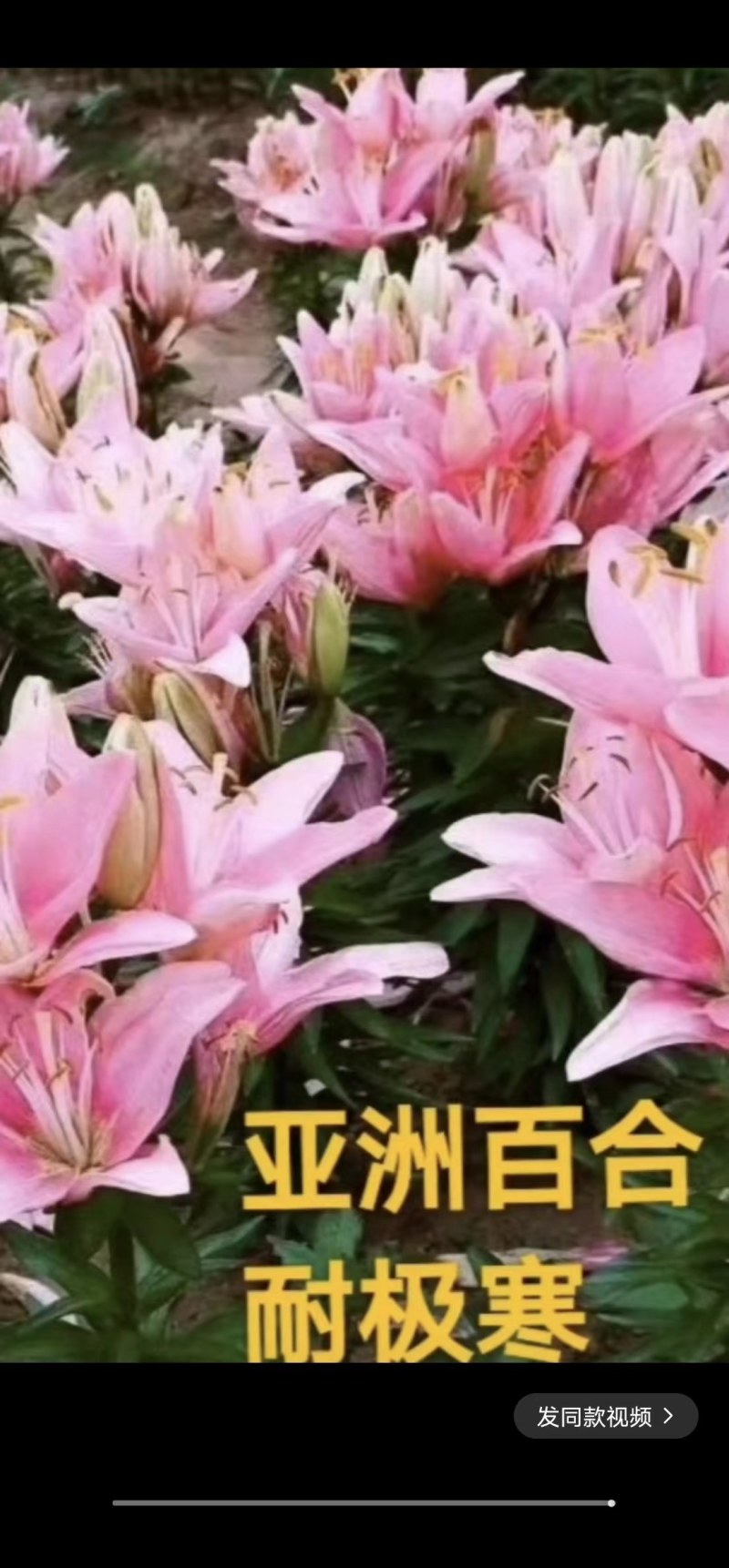 过冬耐寒多年生百合，5种颜色3种规格(杯苗，裸根，种球)