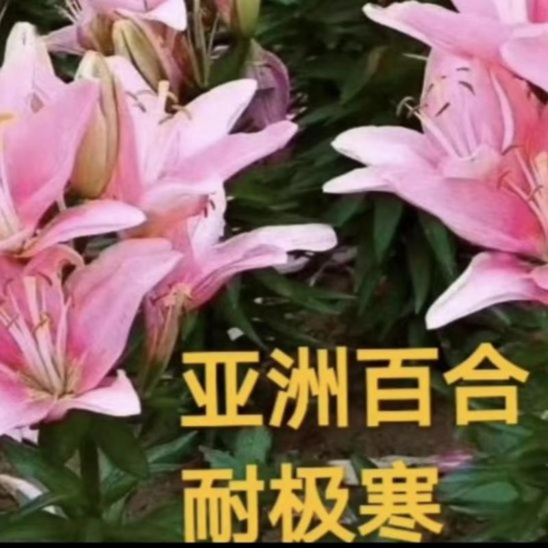 过冬耐寒多年生百合，5种颜色3种规格(杯苗，裸根，种球)